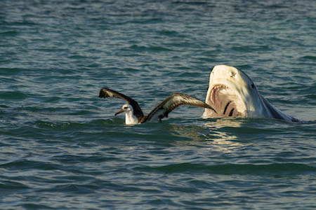 albatross swimming with a shark about to take a bite from behind