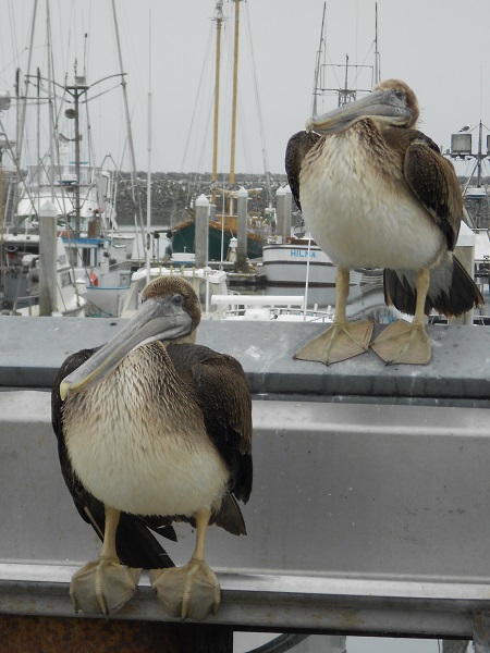 Two big Pelicans sitting around
