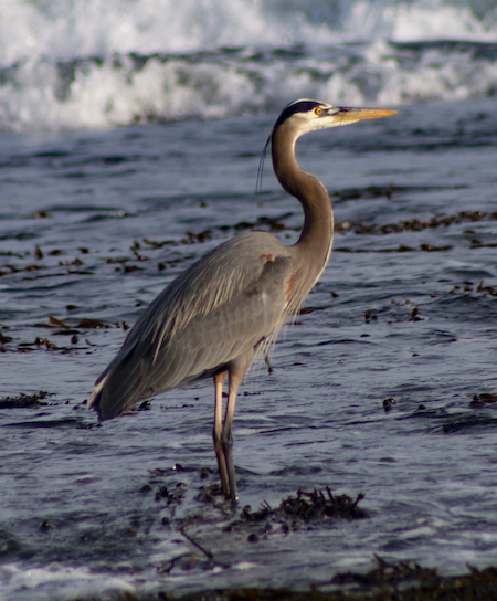 great heron standing by the ocean