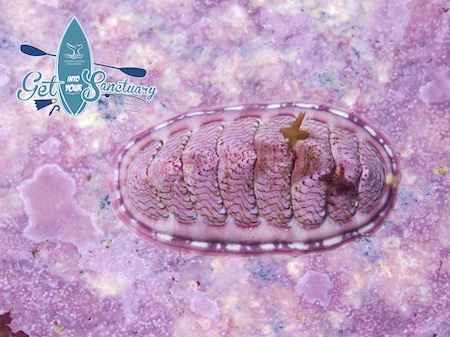 Get into your sanctuary chiton