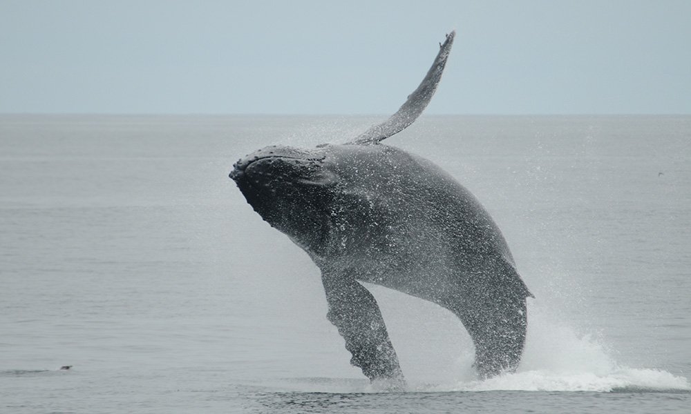  humpback whale completely out of the water breaching