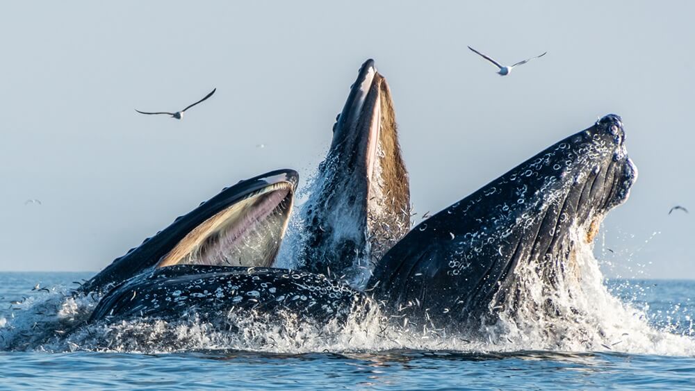 Humpback whales lunge feed