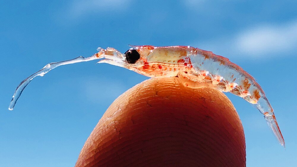an individual krill sits on a fingertip