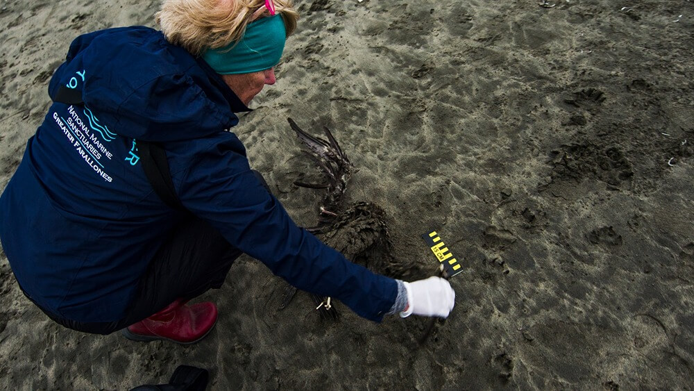 a BeachWatch volunteer in a dark blue jacket handles a dead bird on the beach with a glove on the hand