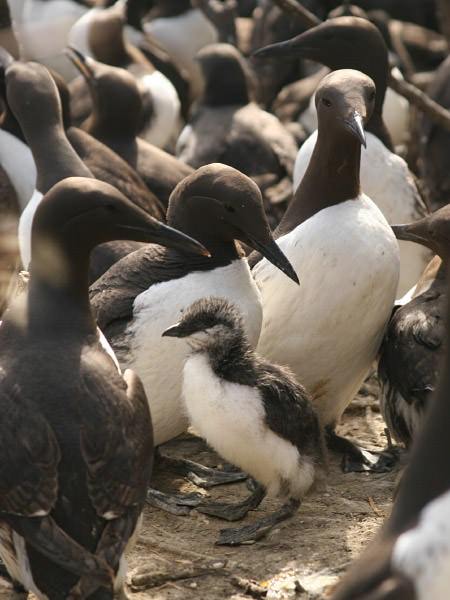 common murres on the beach