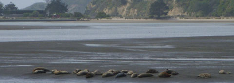 sea lions lying on the beach