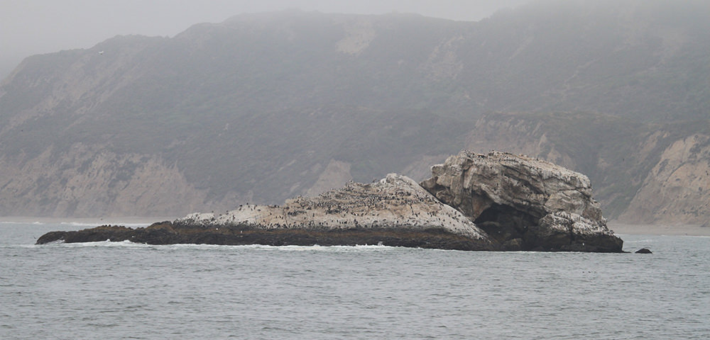 Common Murres nesting on Double Point Rock