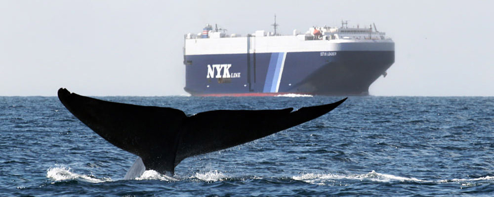 whale tail and large ship on the ocean