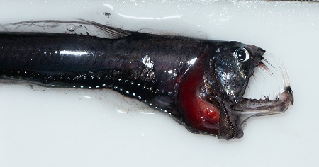 Pacific viperfish (Chauliodus macouni)