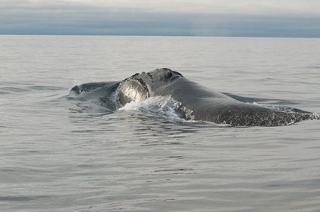North Pacific right whale