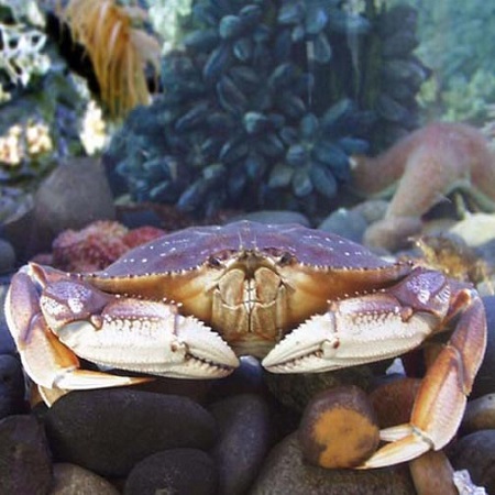  Dungeness crab (Metacarcinus magister)