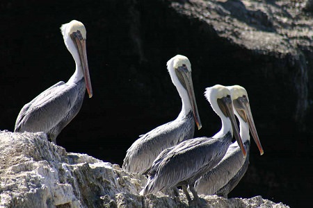 a group of pelicans is called a Squadron
