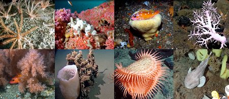 deep-sea coral communities