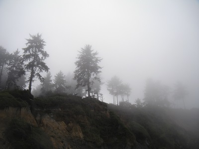 Coast Redwoods