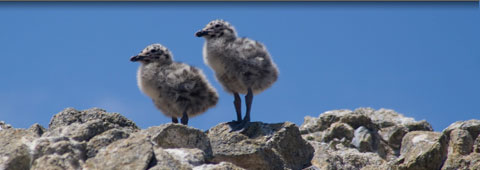 chicks standing on rocks