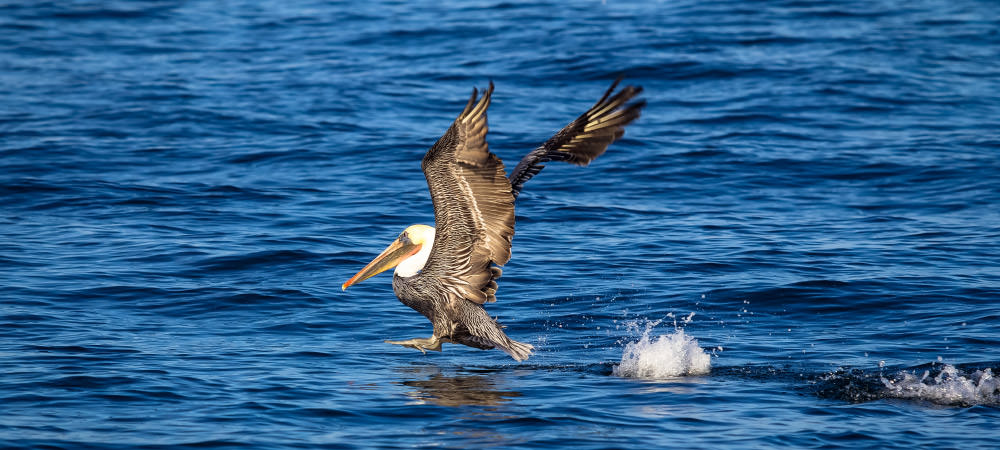 brown pelican landing on water