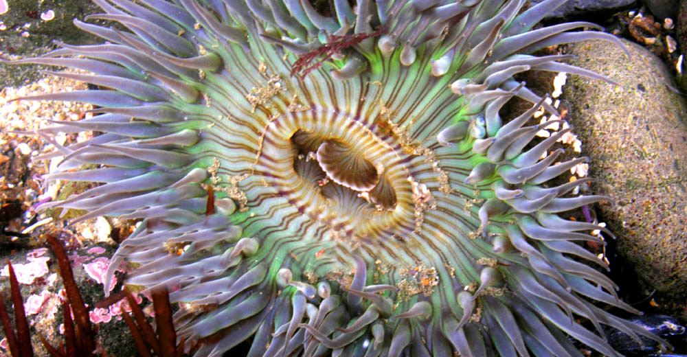 a sunburst anemone with its tentacles out