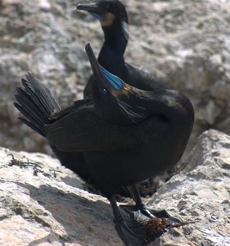 a pair of Brandt's Cormorant on rocks. one is showing off his gular pouch