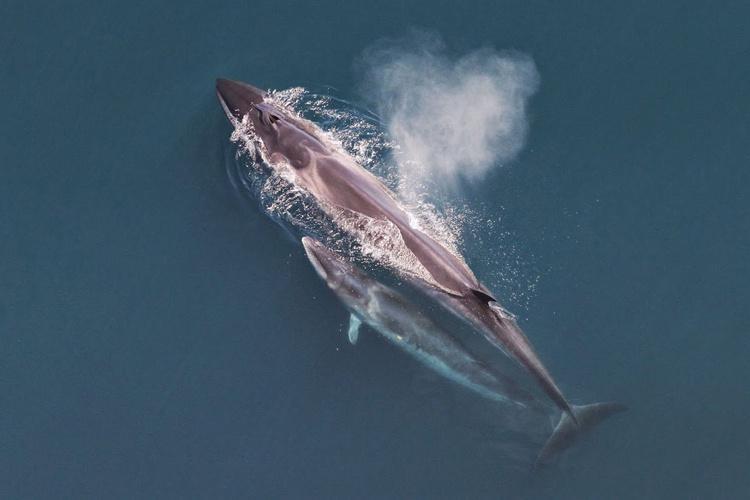 sei whale swimming
