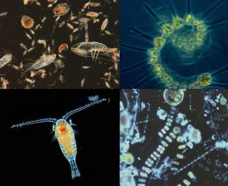 Plankton Collage
