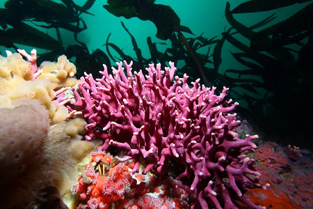 a sea coral on the ocean floor