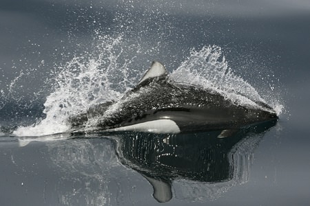 an orca surfacing