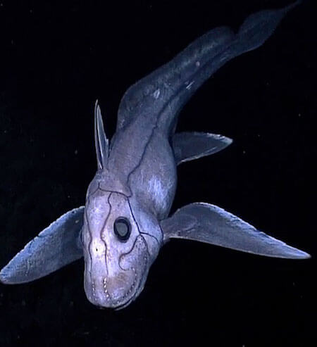 deep sea chimaera