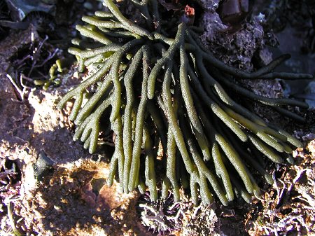 sea organism at the ocean floor