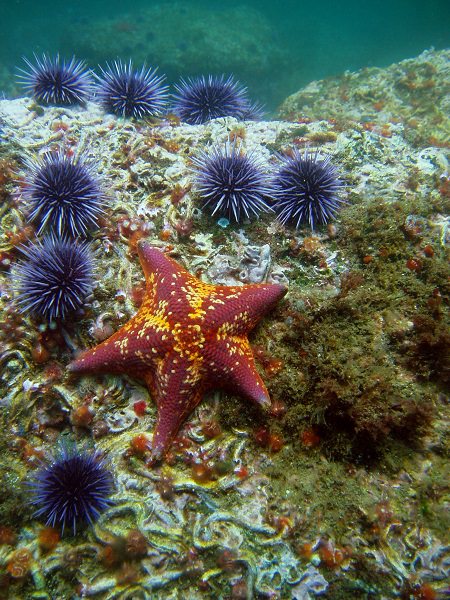  a star fish