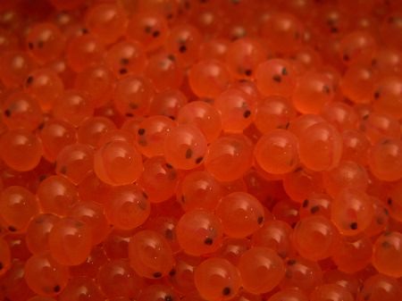 salmon eggs