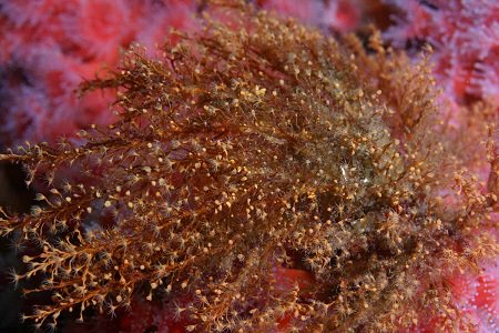 Brown hydroid
