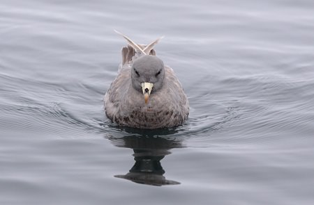 bird on the water
