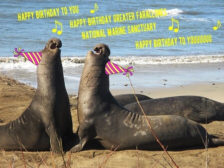 Elephant Seals with birthday hats