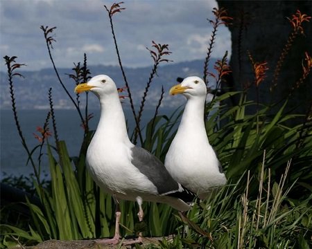 two gulls standing together