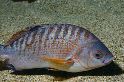 A striped fish just above the sea floor 