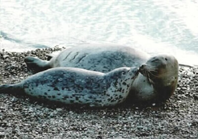 A mother and pup harbor seal touching noses