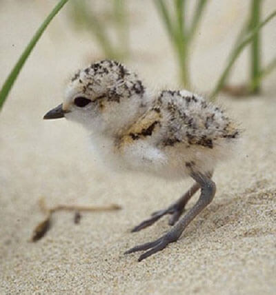 A Snowy Plover chick