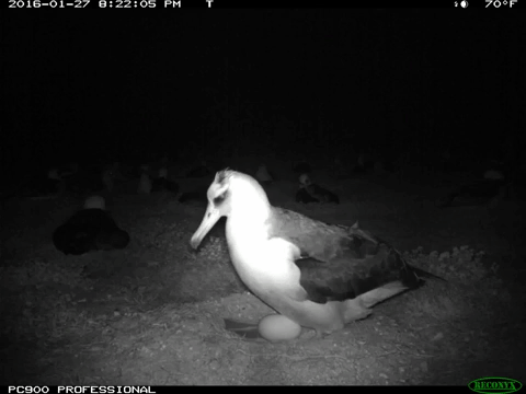 A mouse crawling on the head of a nesting albatross