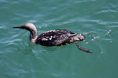 A loon swimming