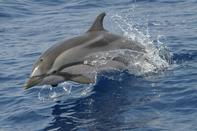 A breaching dolphin