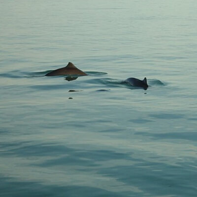 Dorsal fins of harbor porpoises showing through the water