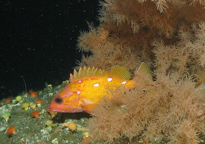 A rockfish