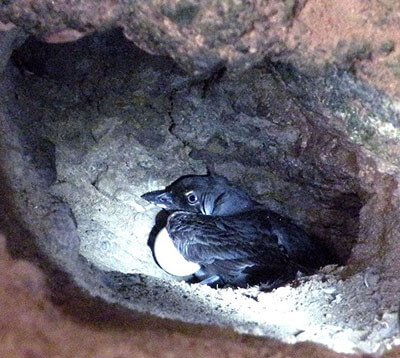 A cassin's auklet protecting its egg