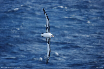 A Laysan Albatross soars above the water