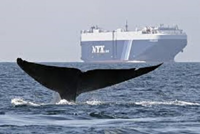 A whale tail with a large ship in the background
