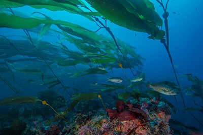 Fish swim through kelp