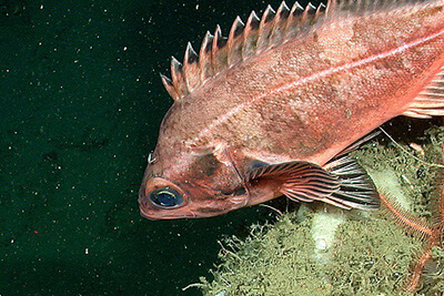 A banl rockfish