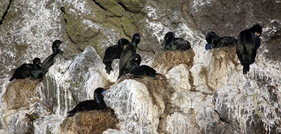 Black birds on a cliff-side