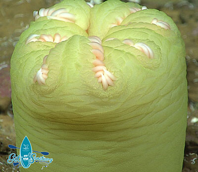 Actinernidae anemone