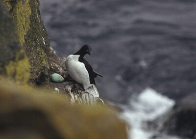 A common mure on a cliffside